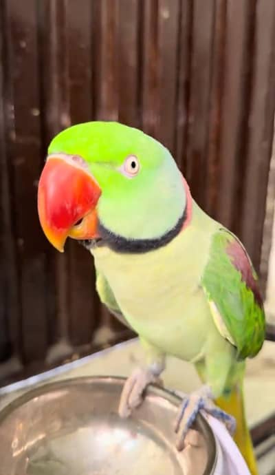 Kashmiri raw parrot for sale