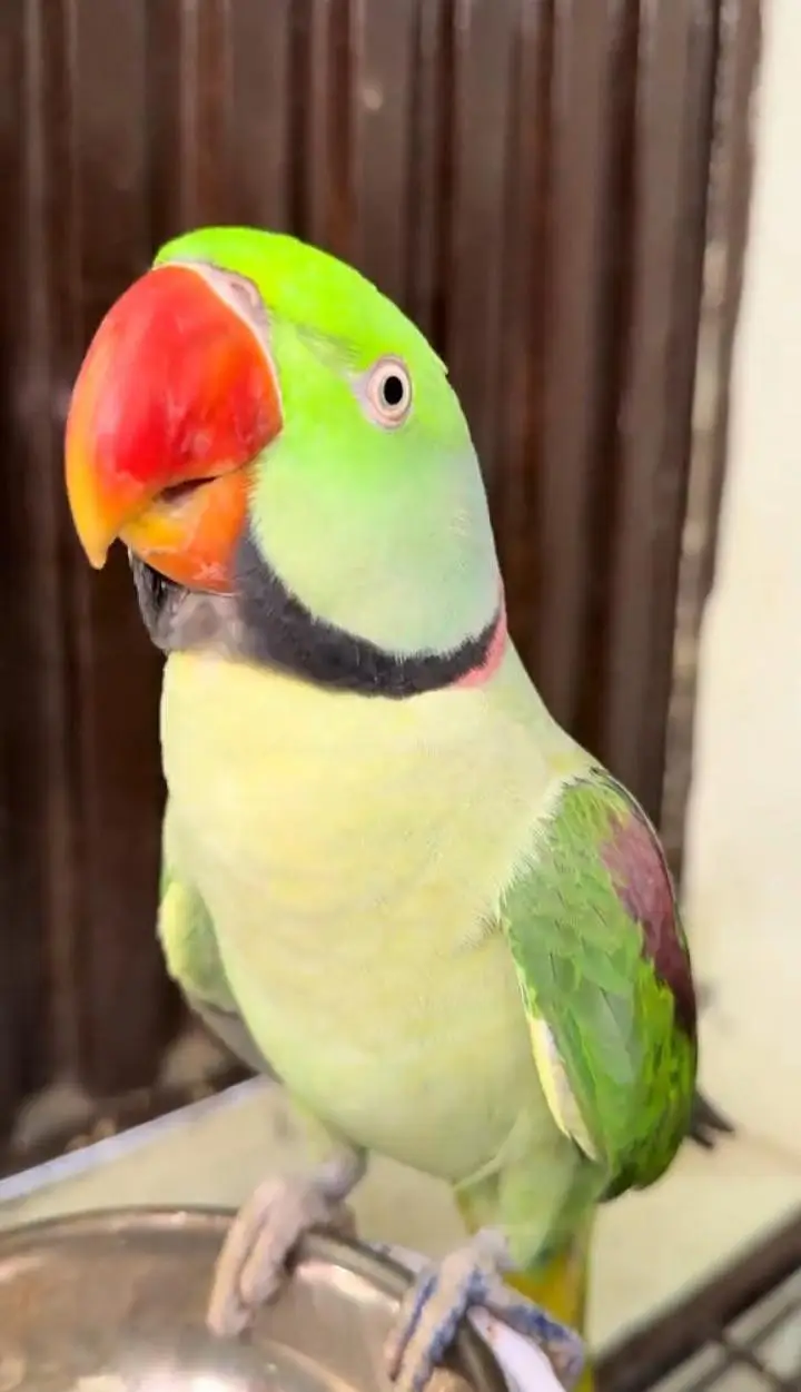 Kashmiri raw parrot for sale — photo 2