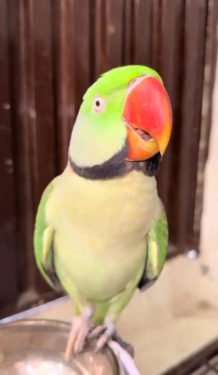 Kashmiri raw parrot for sale — photo 3