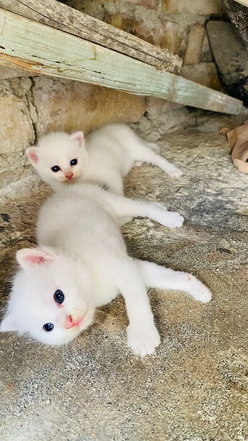 persian cats — photo 2