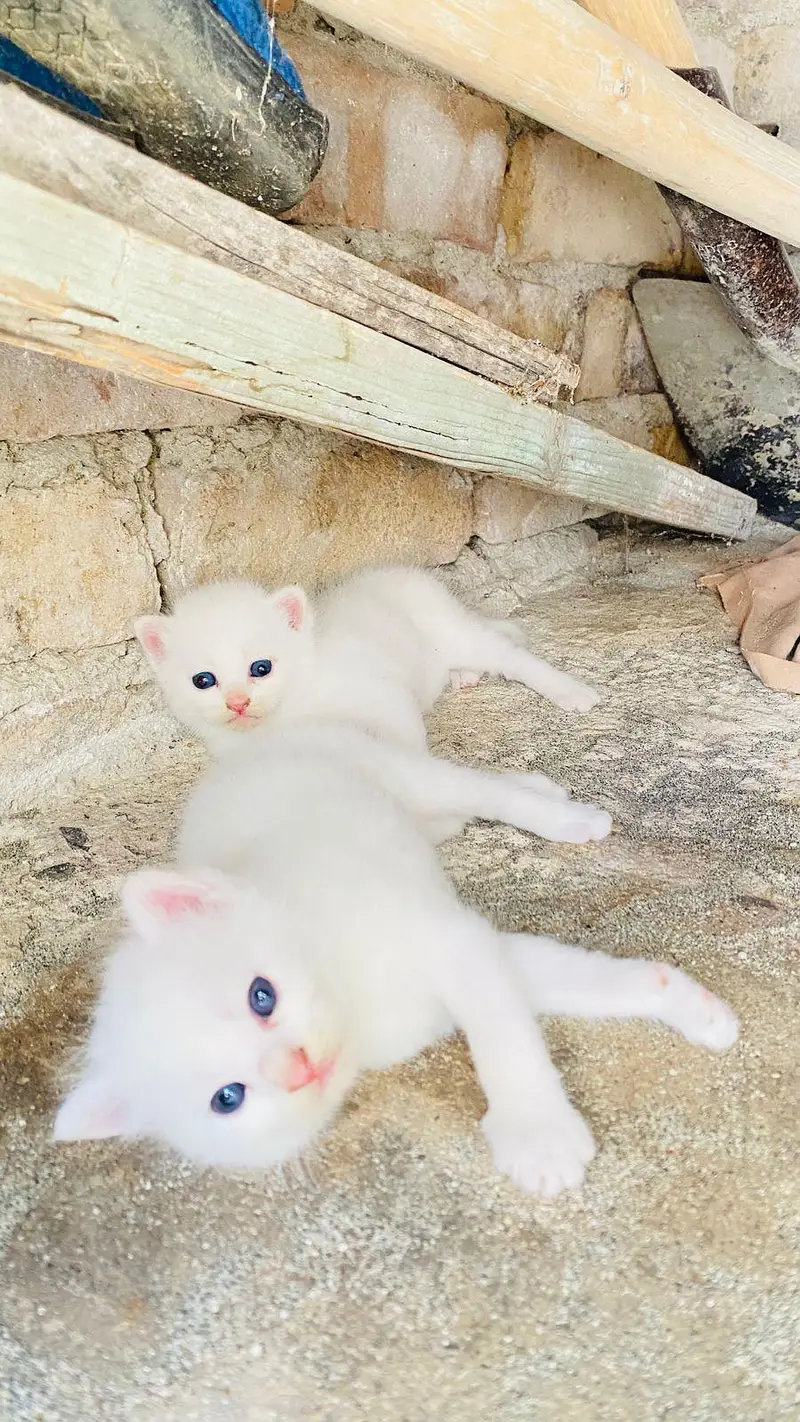 persian cats — photo 3