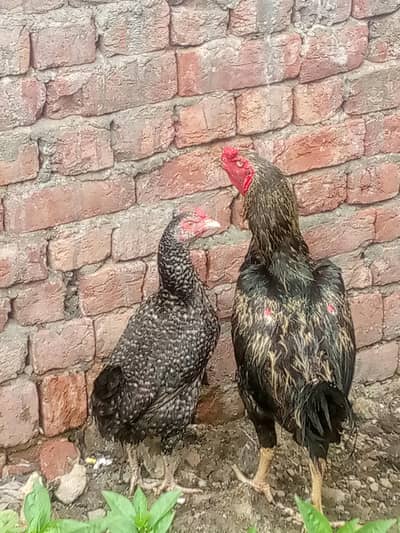 Aseel breeder pair Java aseel || miawali cross aseel || mushka, lasani