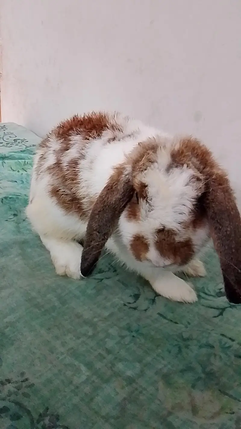 holend lop adult female