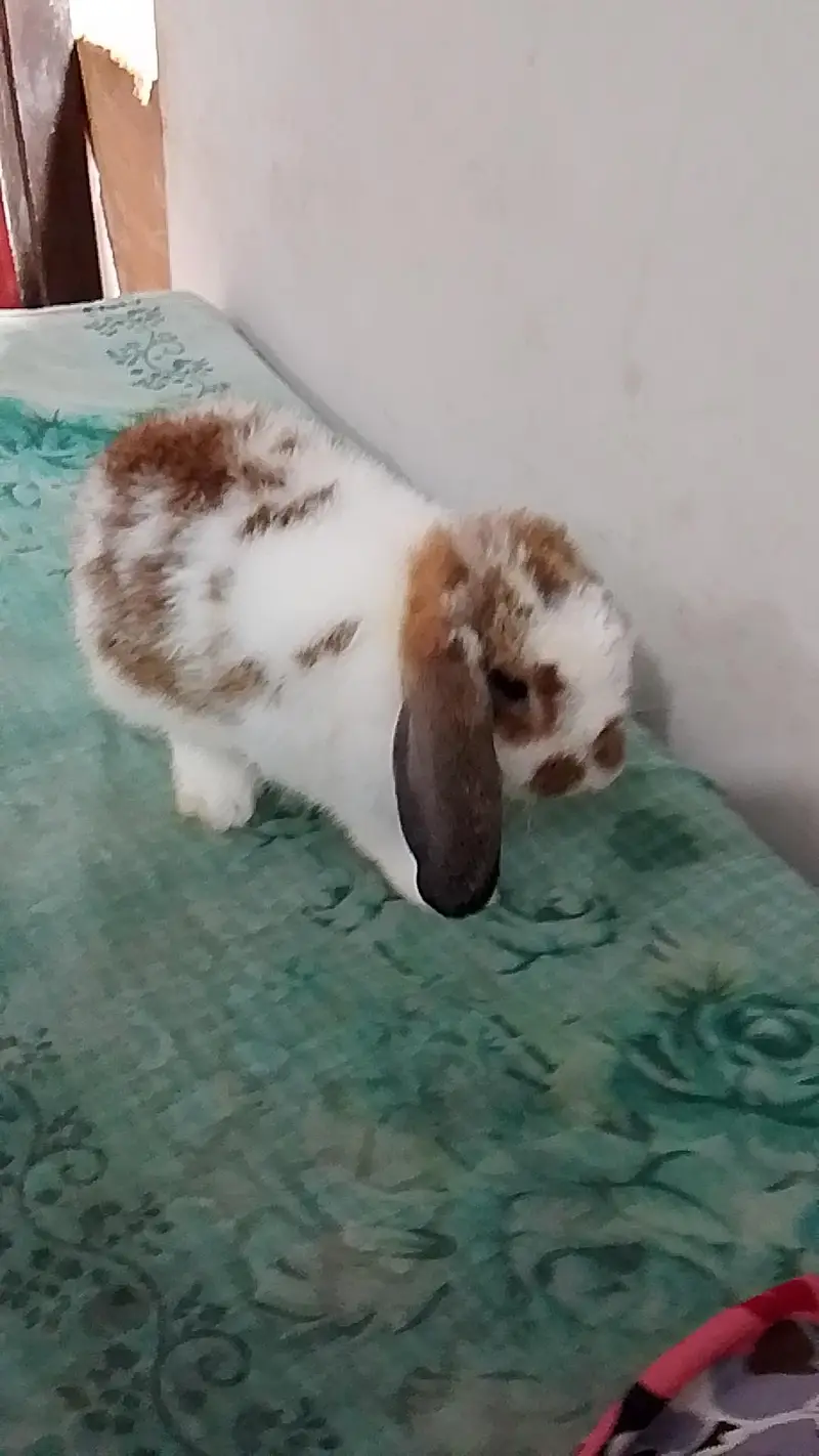 holend lop adult female — photo 2
