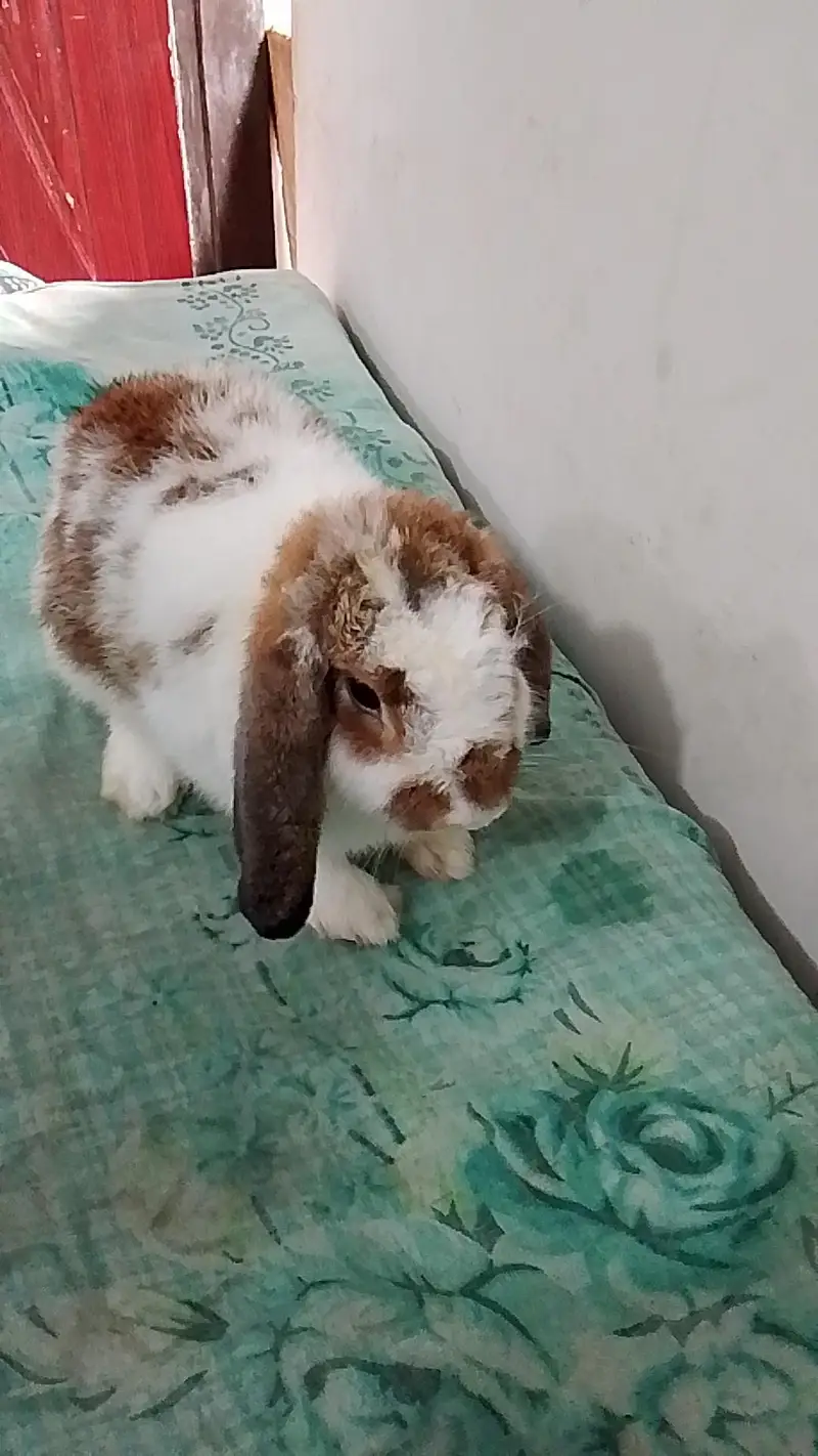 holend lop adult female — photo 3