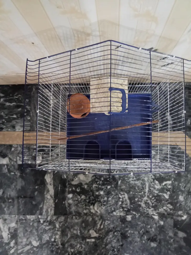 Finches cage — photo 2