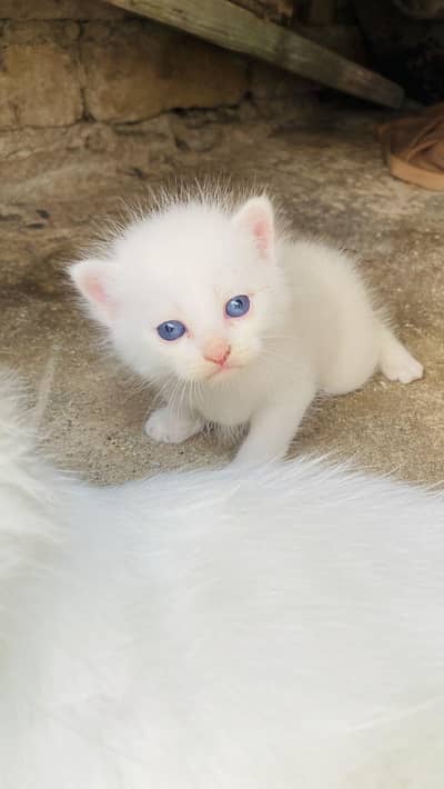 persian cats