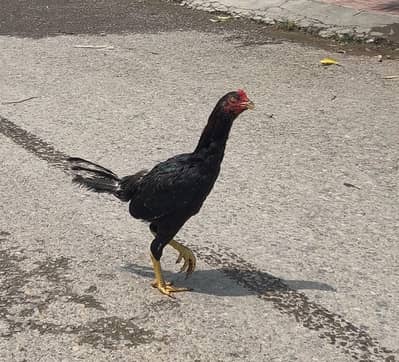 aseel murgha aur murgi