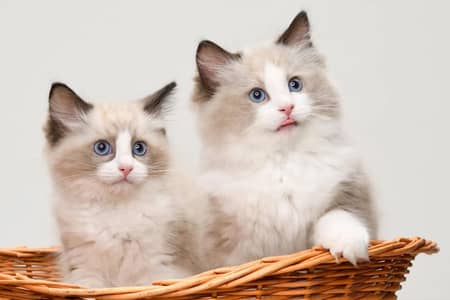 RAGDOL KITTENS AVAILABLE