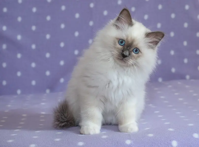 RAGDOL KITTENS AVAILABLE — photo 2