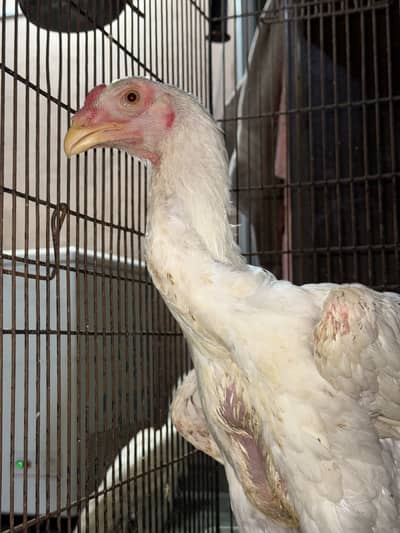 German white oh shamo male