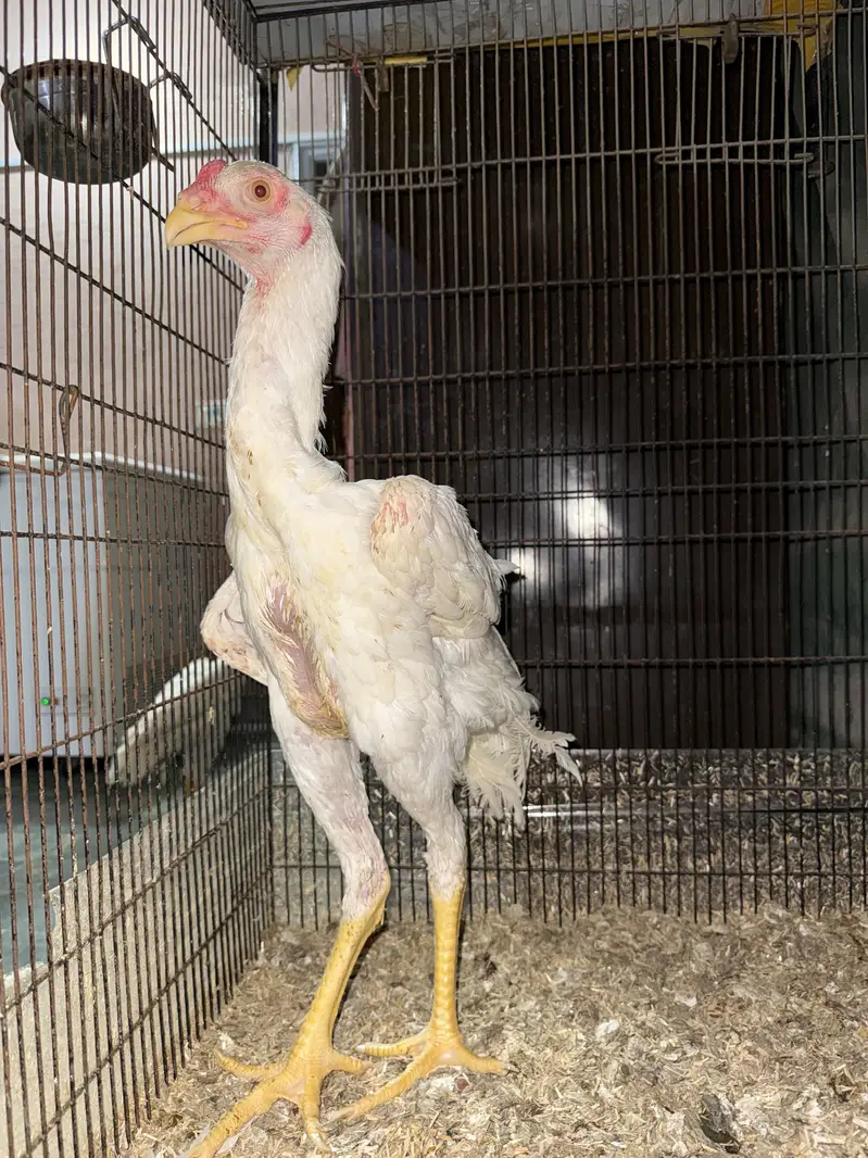 German white oh shamo male — photo 3