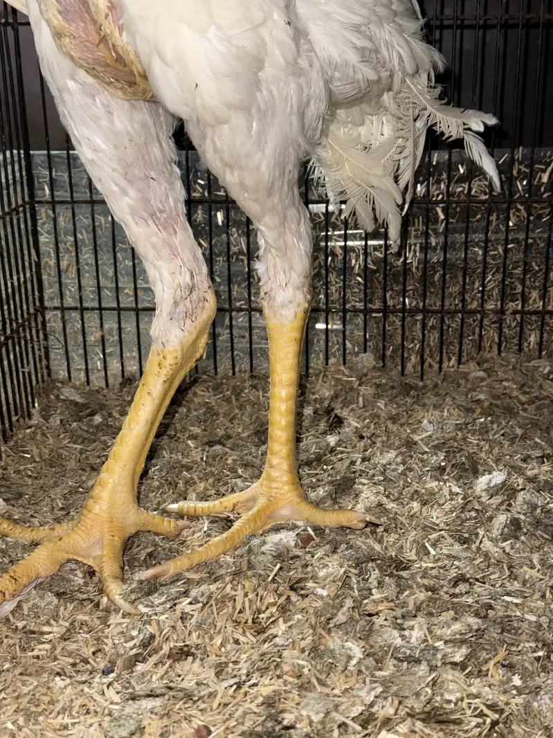 German white oh shamo male — photo 4