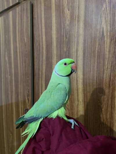 Ringneck for sale
