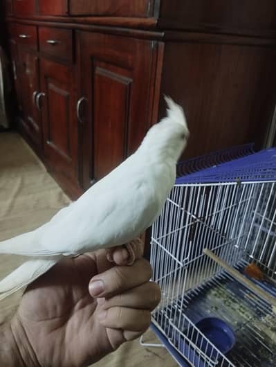 white red eyes tame cocktail