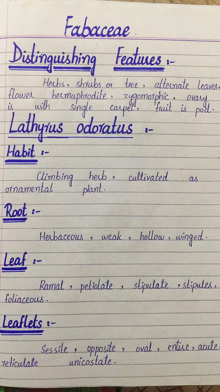Handwritten Assignment 2
