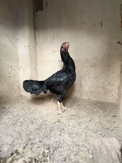 Black mushki female