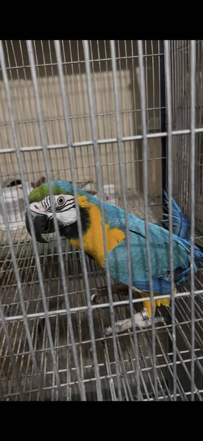 Blue & gold macow male with DNA