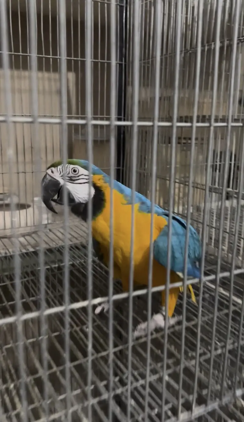 Blue & gold macow male with DNA — photo 2