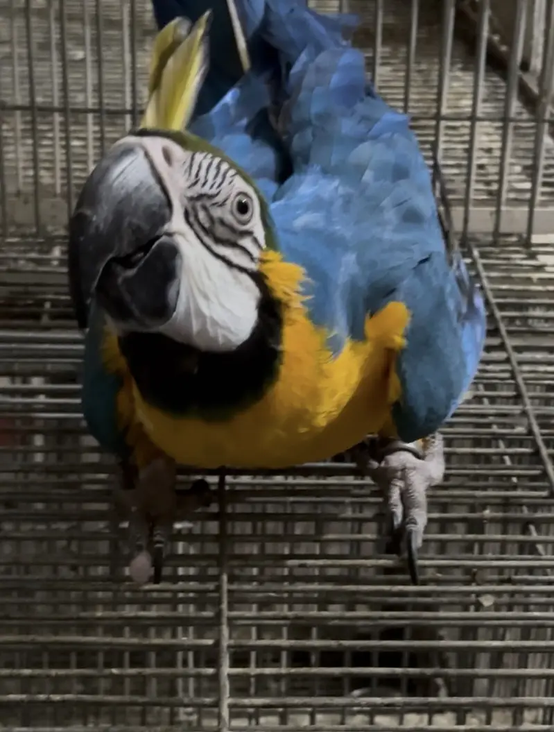 Blue & gold macow male with DNA — photo 3