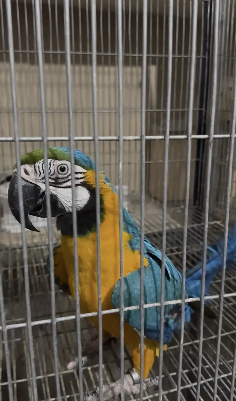 Blue & gold macow male with DNA — photo 5