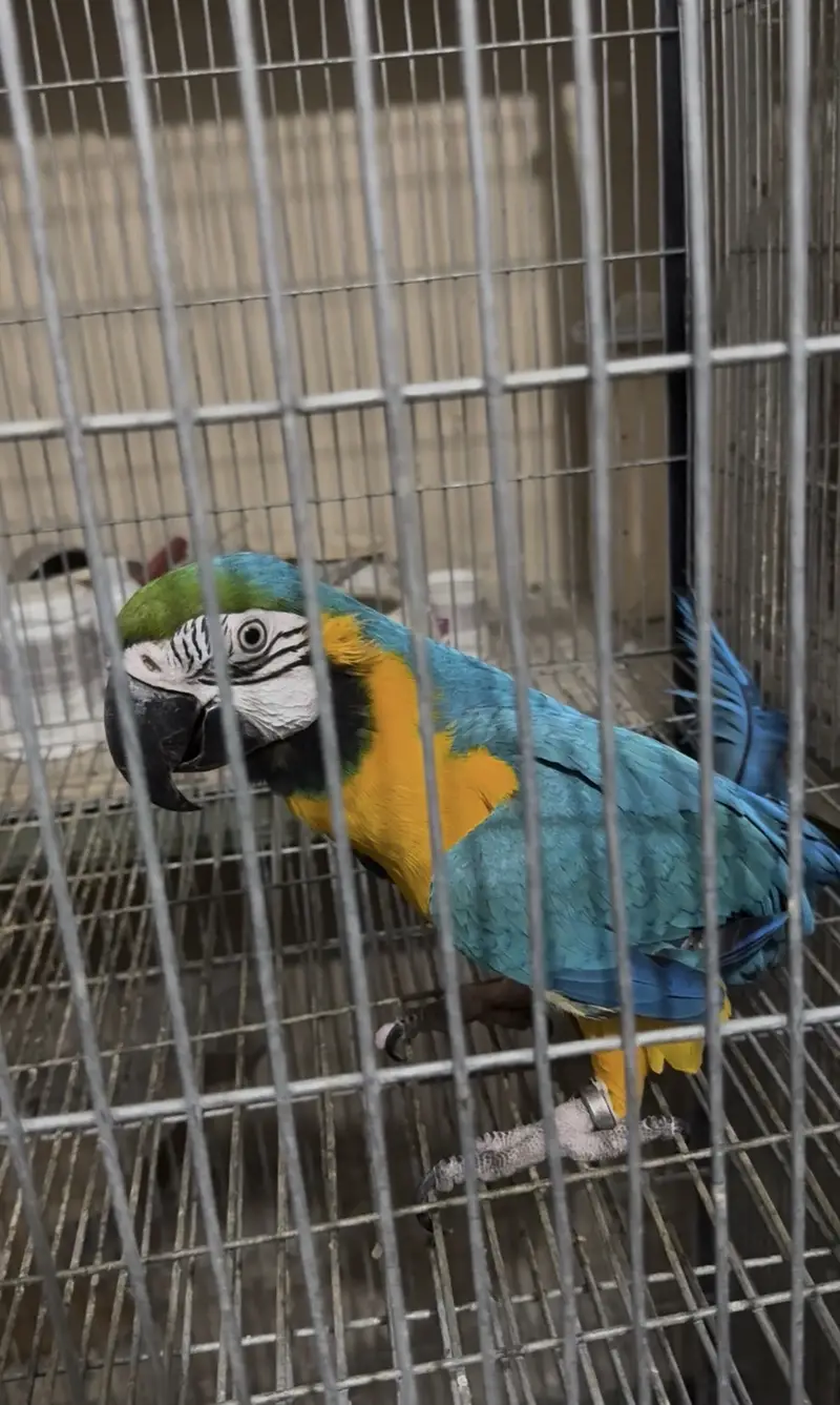 Blue & gold macow male with DNA — photo 6