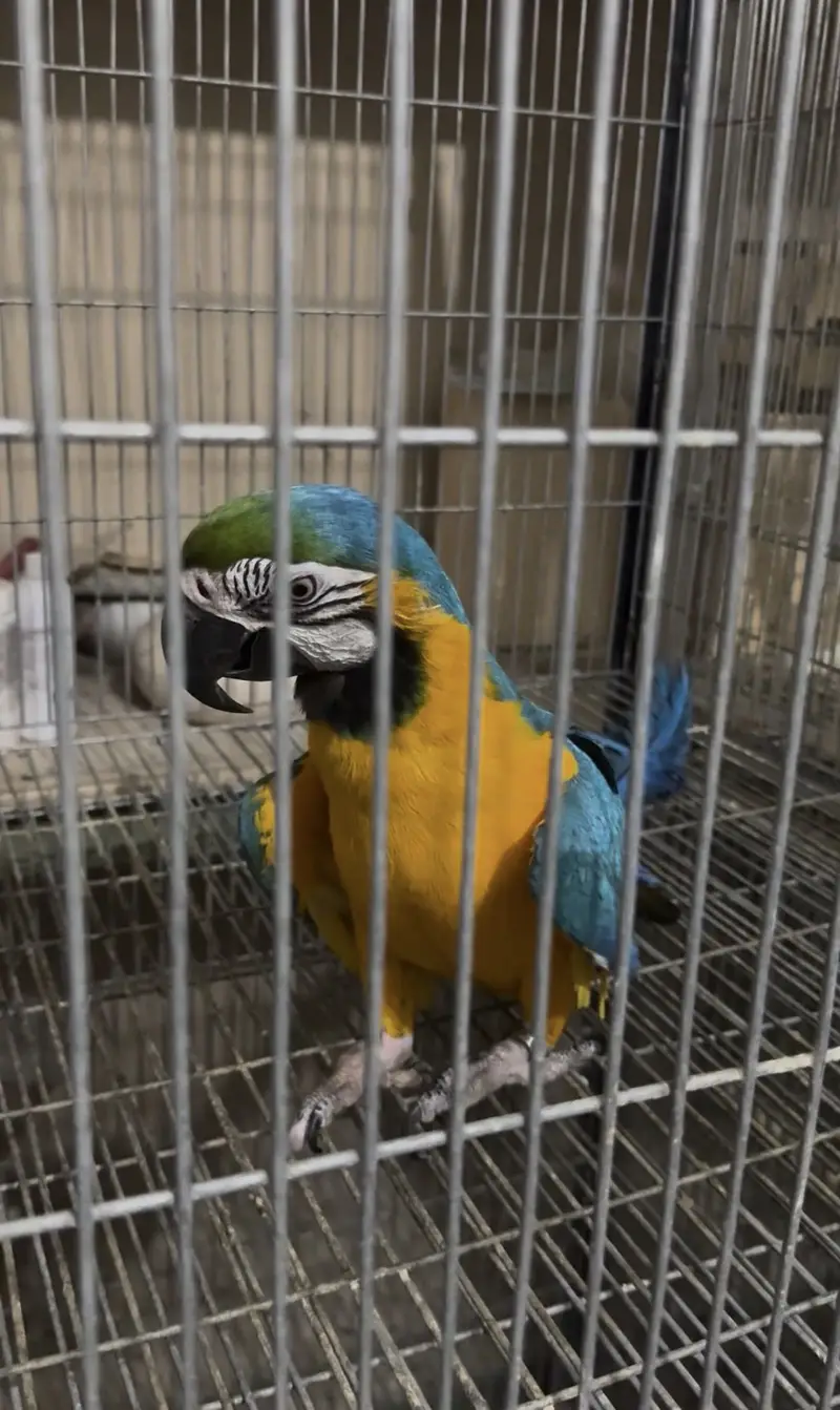 Blue & gold macow male with DNA — photo 7