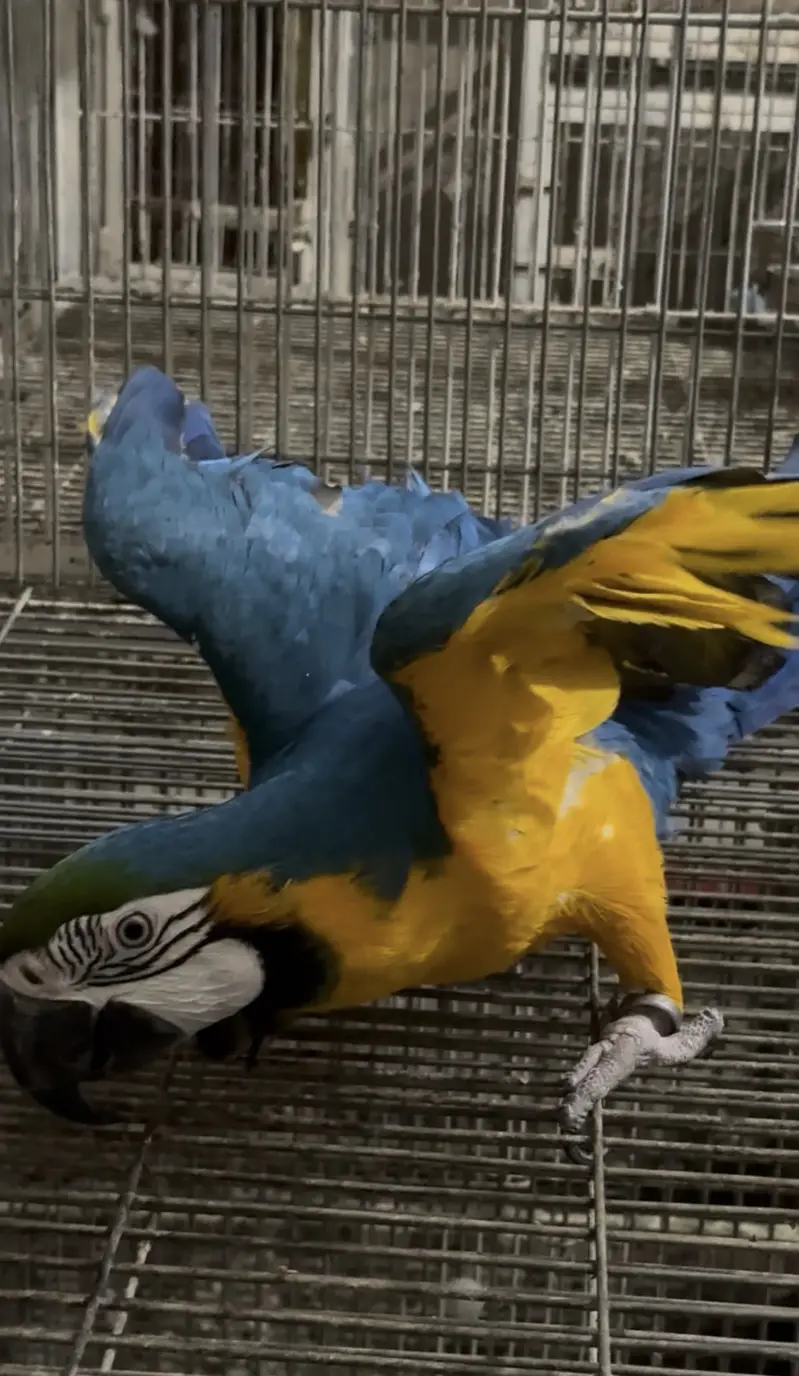 Blue & gold macow male with DNA — photo 8