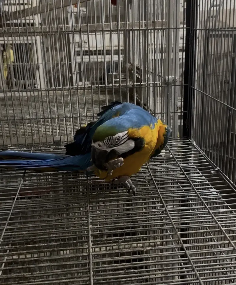 Blue & gold macow male with DNA — photo 9