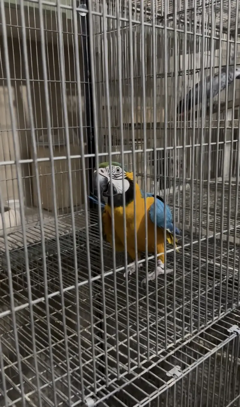 Blue & gold macow male with DNA — photo 10