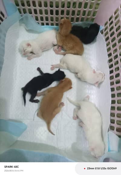 Persian Kittens for Sale  Healthy & cute Persian kittens
