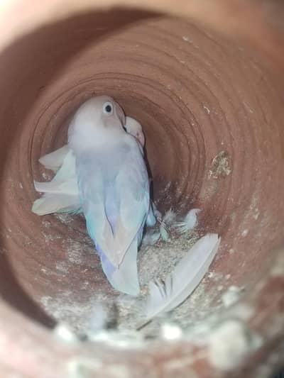 Lovebirs