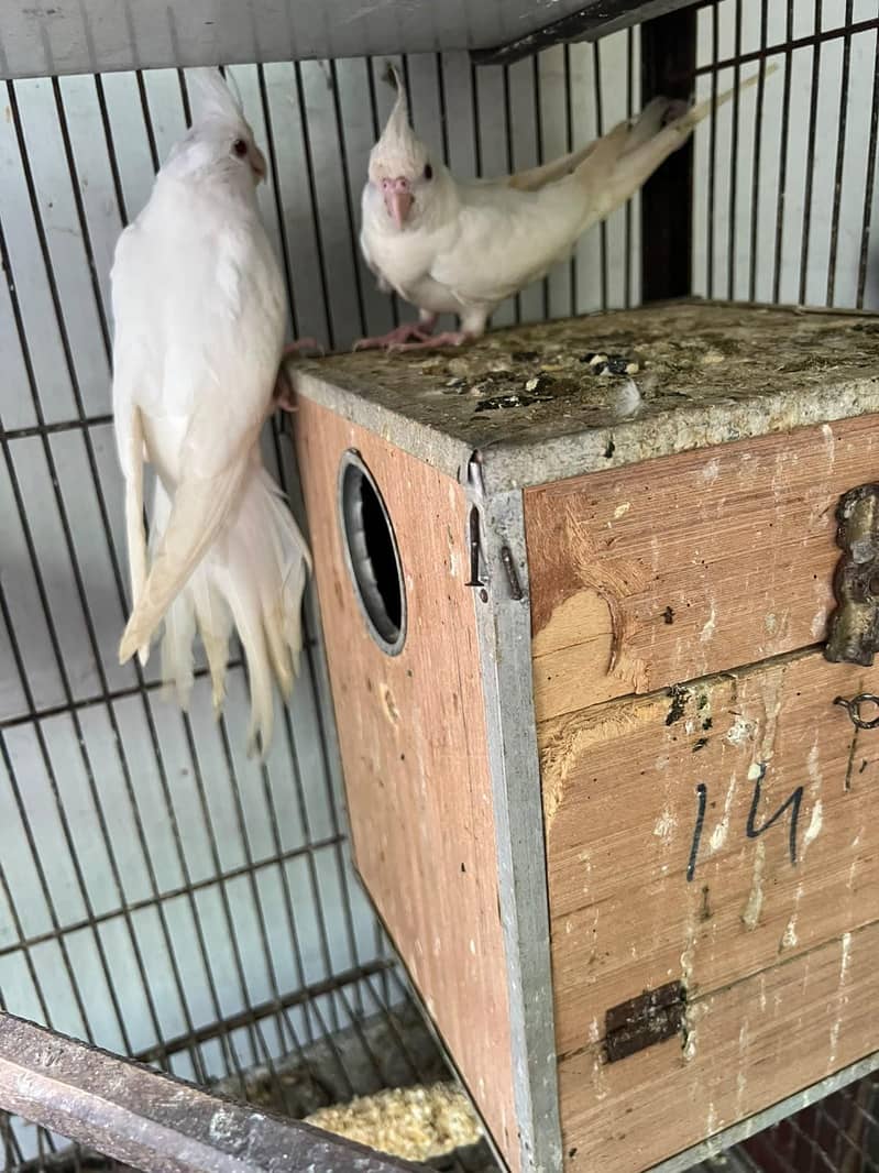cocktail pair 3