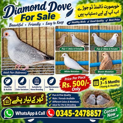 Diamond Dove Gher k tayyari patty for sale