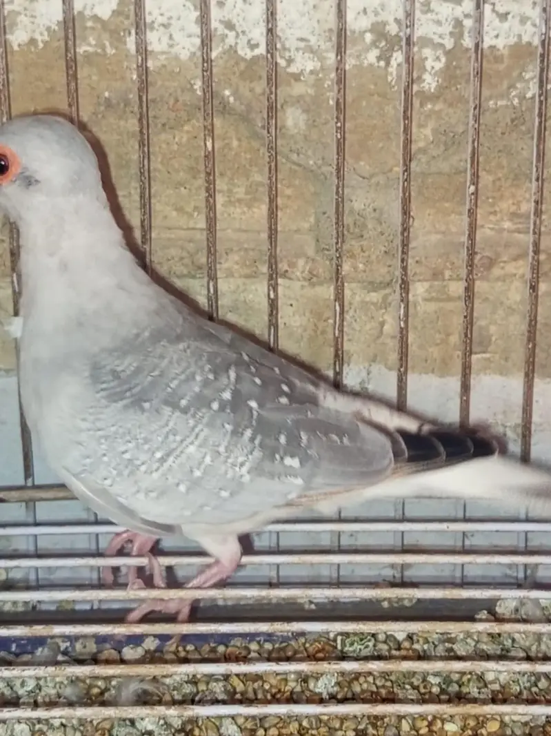 Diamond Dove Gher k tayyari patty for sale — photo 2