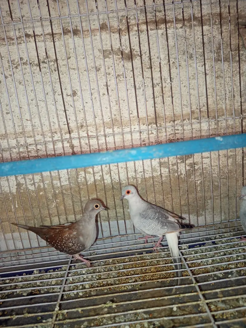 Diamond Dove Gher k tayyari patty for sale — photo 3