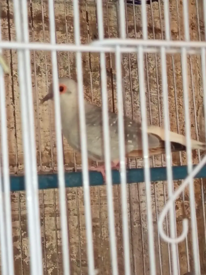 Diamond Dove Gher k tayyari patty for sale — photo 5