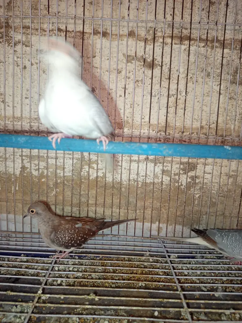 Diamond Dove Gher k tayyari patty for sale — photo 6
