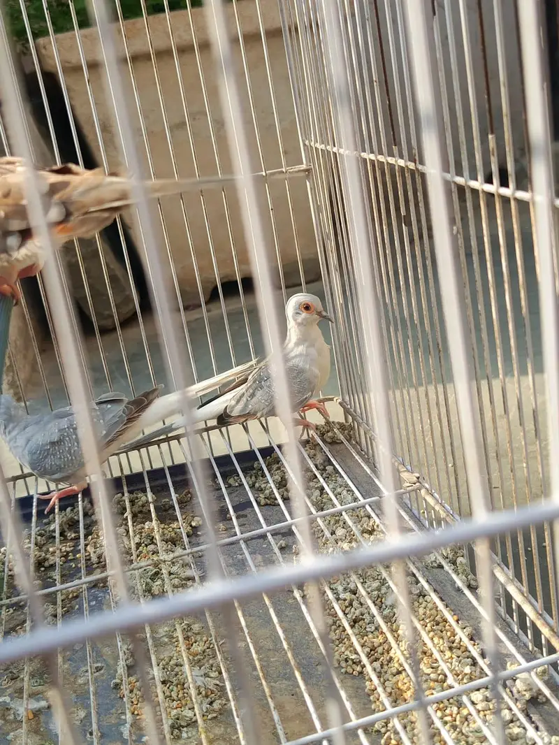 Diamond Dove Gher k tayyari patty for sale — photo 7