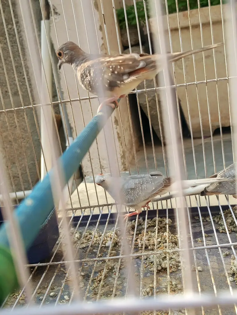 Diamond Dove Gher k tayyari patty for sale — photo 8