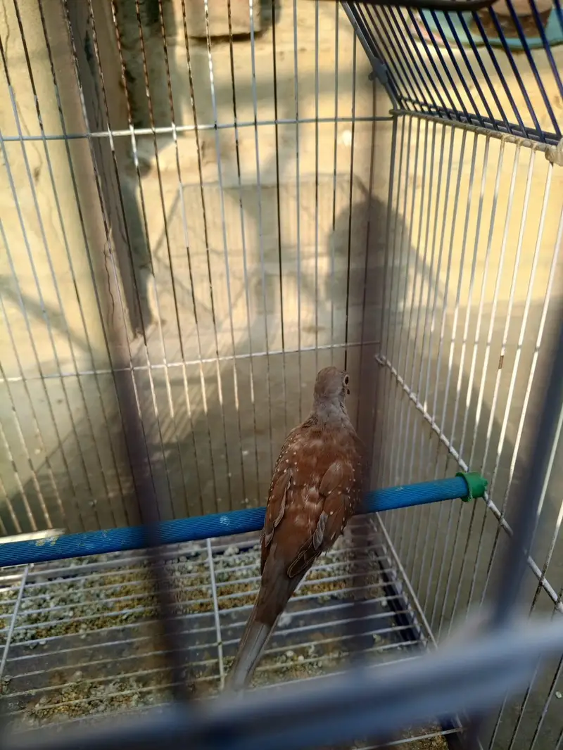 Diamond Dove Gher k tayyari patty for sale — photo 9