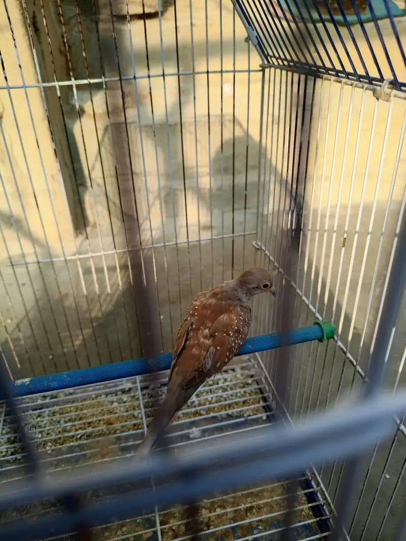Diamond Dove Gher k tayyari patty for sale — photo 10