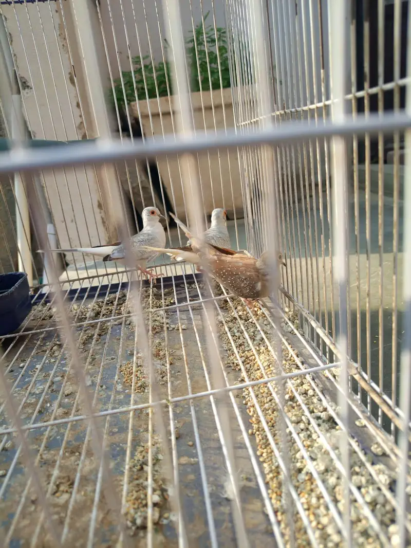 Diamond Dove Gher k tayyari patty for sale — photo 11