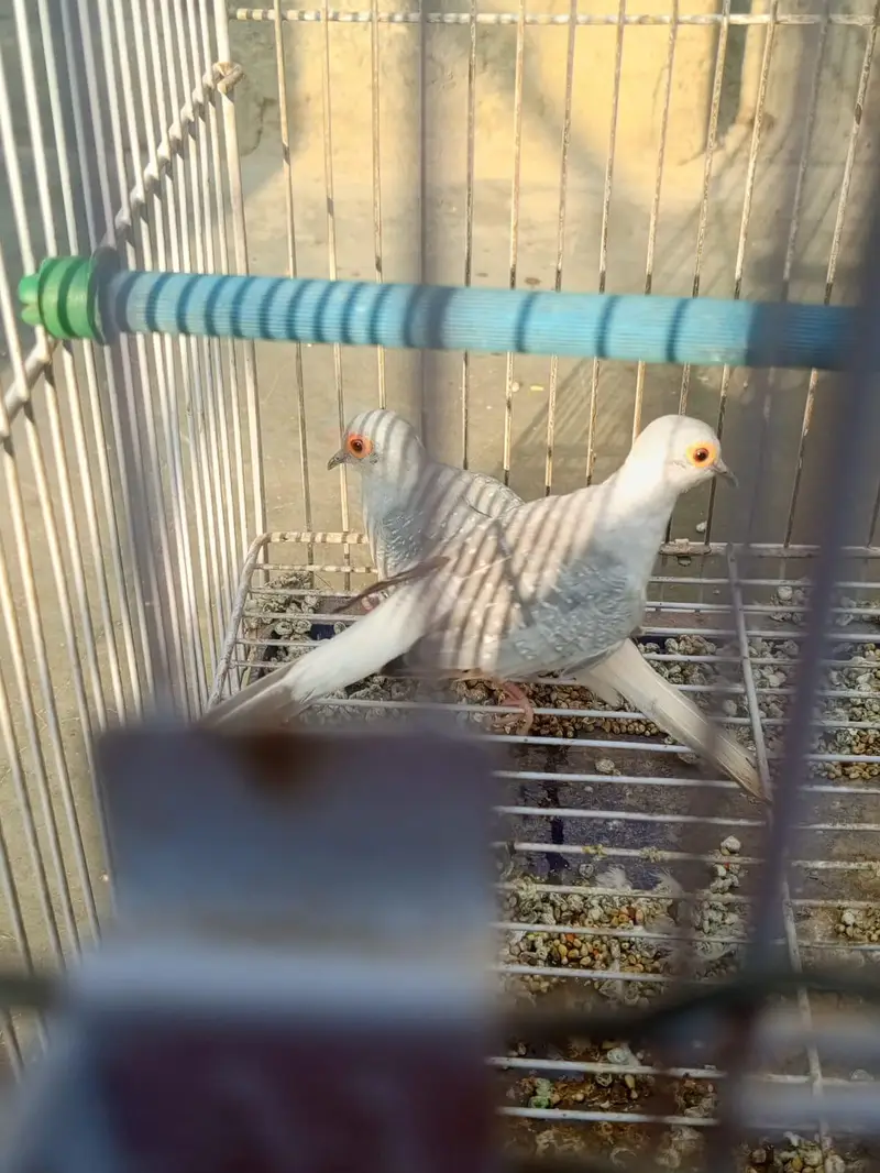 Diamond Dove Gher k tayyari patty for sale — photo 12