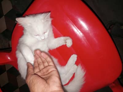 Persian  kitten for sale