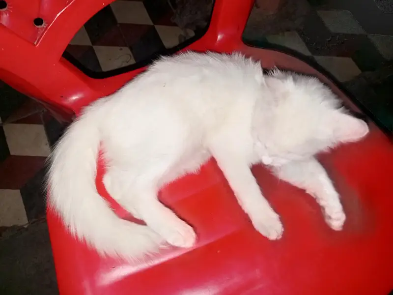 Persian  kitten for sale — photo 2