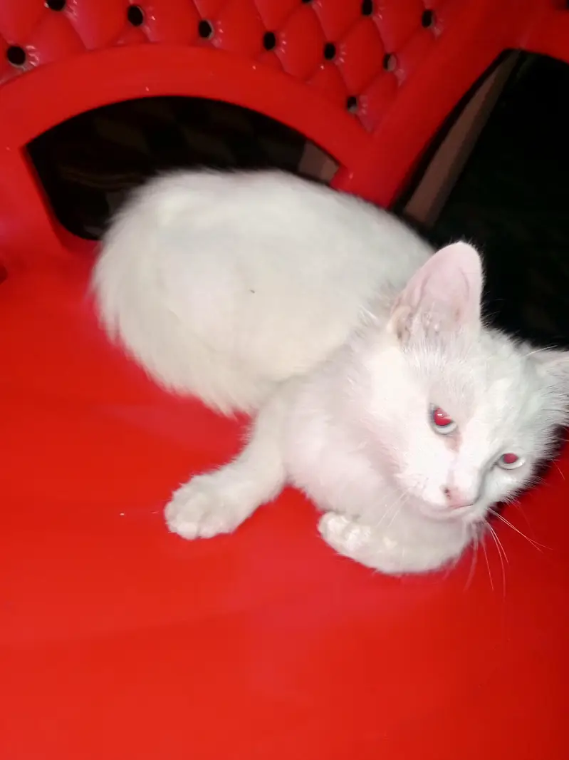 Persian  kitten for sale — photo 3