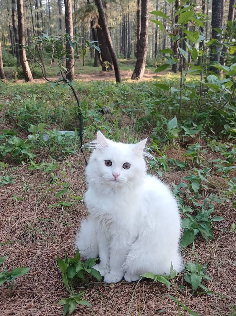 Persian Cat 0