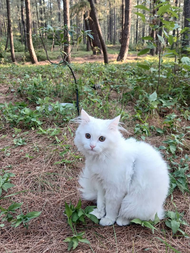 Persian Cat 2