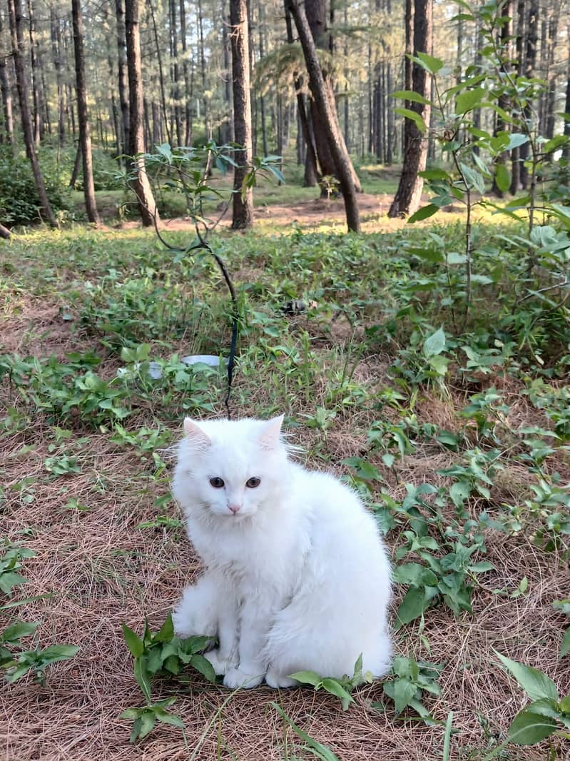 Persian Cat 3